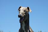 GREYHOUND 060